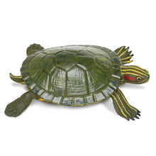 Load image into Gallery viewer, Red Eared Slider Turtle