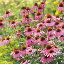Load image into Gallery viewer, Hummingbird &amp; Butterfly Pollinator Wildflower Seed Mix