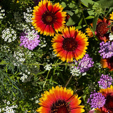 Load image into Gallery viewer, Hummingbird &amp; Butterfly Pollinator Wildflower Seed Mix
