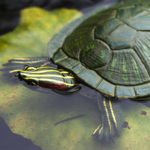 Load image into Gallery viewer, Red Eared Slider Turtle