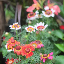 Load image into Gallery viewer, Hummingbird &amp; Butterfly Pollinator Wildflower Seed Mix