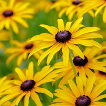 Load image into Gallery viewer, Hummingbird &amp; Butterfly Pollinator Wildflower Seed Mix