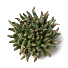 Load image into Gallery viewer, Ceramic Flower Wall Art Mondo Green
