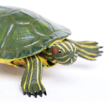 Load image into Gallery viewer, Red Eared Slider Turtle
