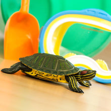 Load image into Gallery viewer, Red Eared Slider Turtle
