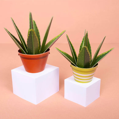 Make Your Own Mini Paper Aloe Vera Plant