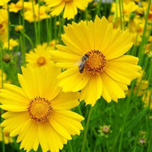 Load image into Gallery viewer, Hummingbird &amp; Butterfly Pollinator Wildflower Seed Mix