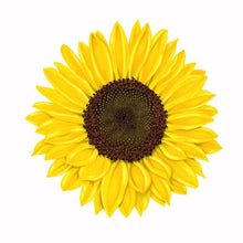Load image into Gallery viewer, Sunflower Sticker - dishwashesr safe wild flower decal