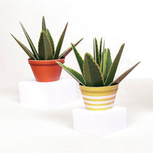 Load image into Gallery viewer, Make Your Own Mini Paper Aloe Vera Plant
