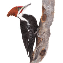 Load image into Gallery viewer, Pileated Woodpecker with Slouch Beanie