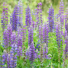 Load image into Gallery viewer, Hummingbird &amp; Butterfly Pollinator Wildflower Seed Mix