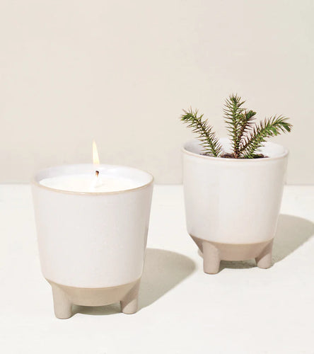 Glow & Grow Forest Candle + Spruce Grow Kit
