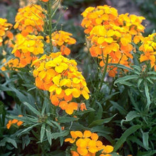 Load image into Gallery viewer, Hummingbird &amp; Butterfly Pollinator Wildflower Seed Mix