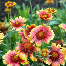 Load image into Gallery viewer, Hummingbird &amp; Butterfly Pollinator Wildflower Seed Mix