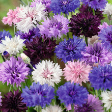 Load image into Gallery viewer, Hummingbird &amp; Butterfly Pollinator Wildflower Seed Mix