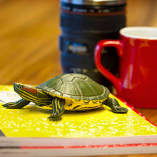 Load image into Gallery viewer, Red Eared Slider Turtle
