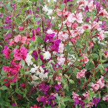 Load image into Gallery viewer, Hummingbird &amp; Butterfly Pollinator Wildflower Seed Mix