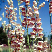 Load image into Gallery viewer, Hummingbird &amp; Butterfly Pollinator Wildflower Seed Mix
