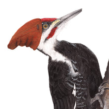 Load image into Gallery viewer, Pileated Woodpecker with Slouch Beanie