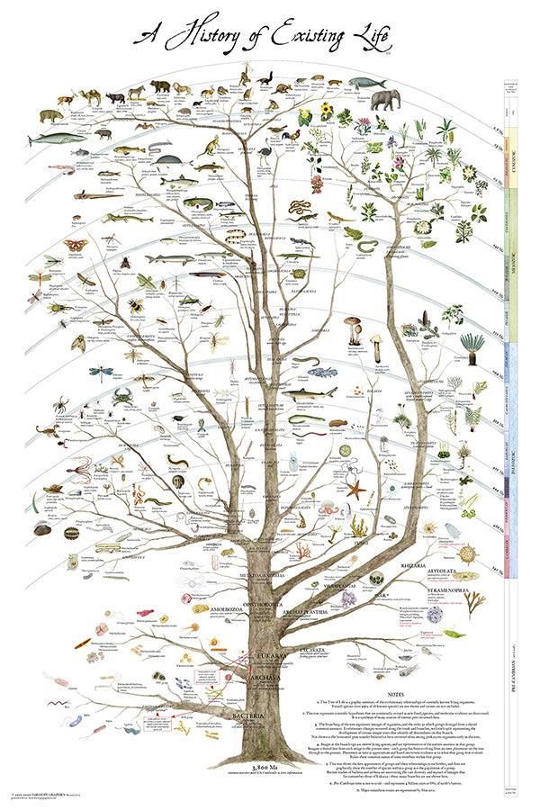 Tree of Life Poster (History of Existing Life)