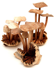 Load image into Gallery viewer, Carved Wood Mushrooms