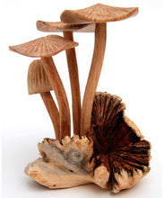 Load image into Gallery viewer, Carved Wood Mushrooms